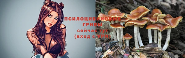 шишки Арсеньев